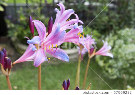 Licorice splengery Licorice splengery 57969252