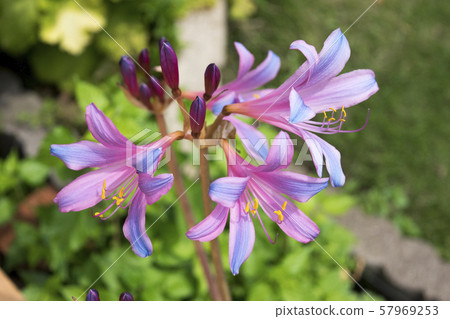 Licorice splengery 57969253