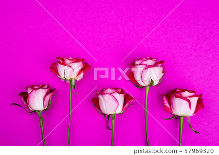 Roses on pink background 57969320