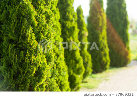 Green hedge of thuja trees Green hedge of thuja trees 57969321