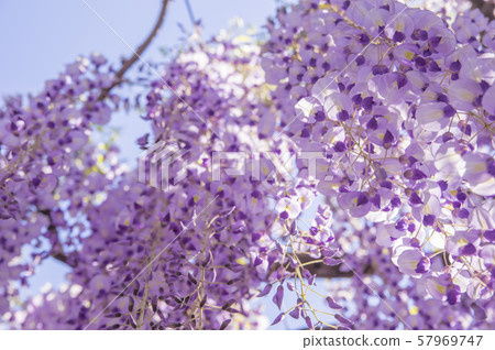 久慈軸紫藤架子 久慈軸紫藤架子 57969747