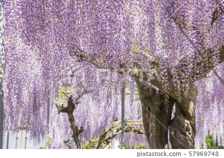 久慈軸紫藤架子 久慈軸紫藤架子 57969748