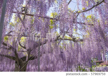 久慈軸紫藤架子 57969750