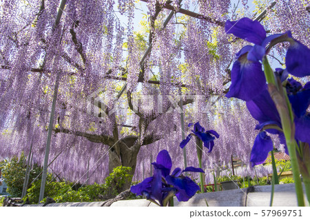 久慈軸紫藤架子 久慈軸紫藤架子 57969751