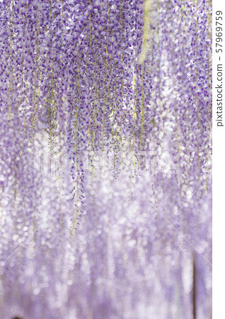 Kuji Shaft Wisteria shelf 57969759