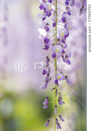 Kuji Shaft Wisteria shelf 57969763