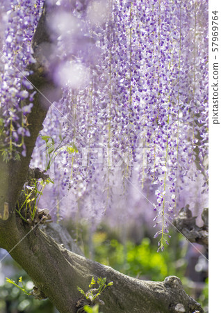 Kuji Shaft Wisteria shelf 57969764