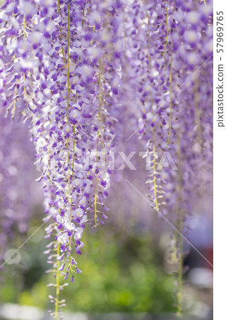 Kuji Shaft Wisteria shelf Kuji Shaft Wisteria shelf 57969765