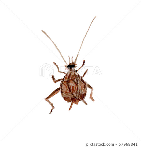 Susumushi watercolor 57969841