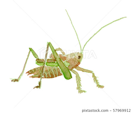 Grasshopper watercolor 57969912