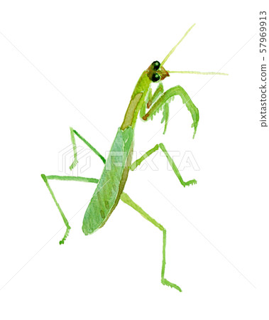 Mantis watercolor 57969913