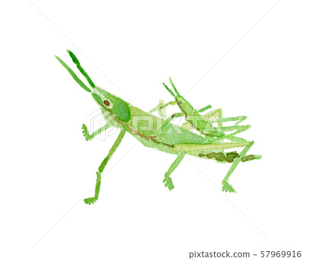 Ombu Grasshopper Watercolor 57969916