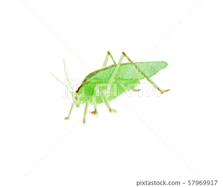 Umaoi watercolor 57969917