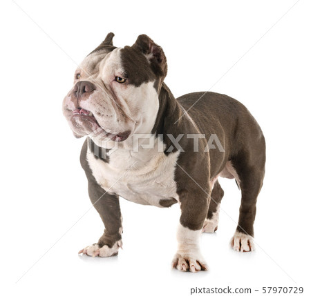 american bully in studio american bully in studio 57970729