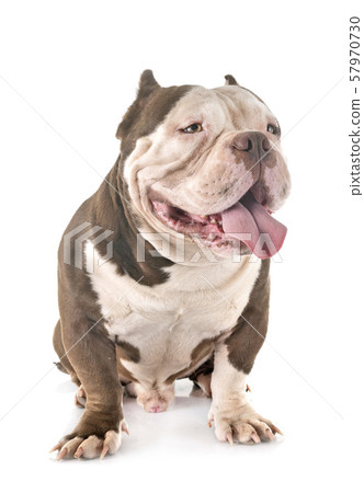 american bully in studio 57970730