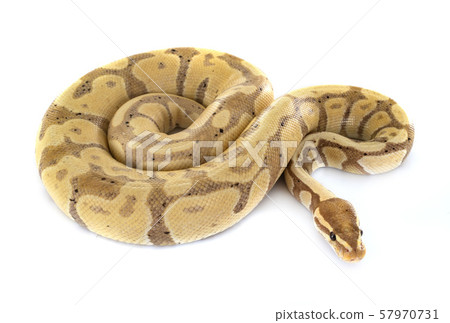 Ball python in studio 57970731