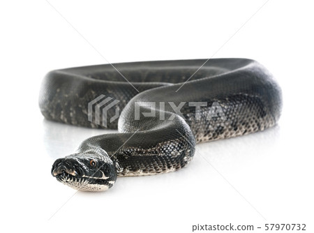 python black curtus python black curtus 57970732