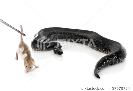 python black curtus python black curtus 57970734