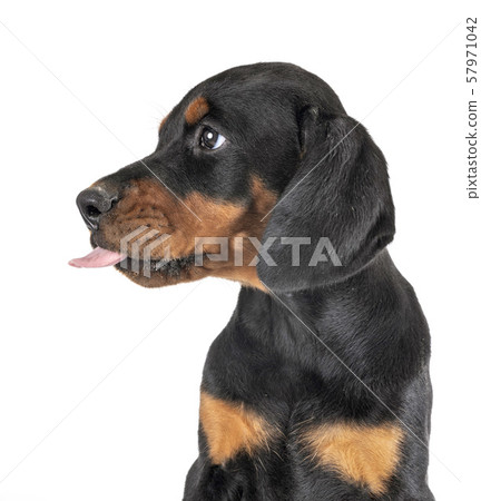 puppy Doberman Pinscher 57971042