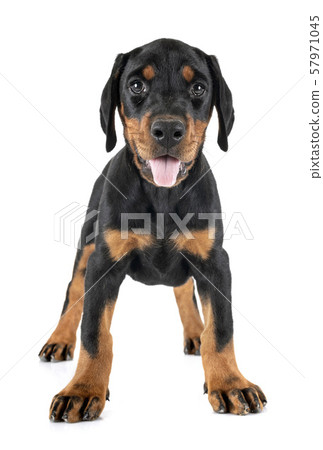 puppy Doberman Pinscher puppy Doberman Pinscher 57971045