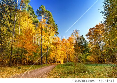 Sunny autumn in the park Sunny autumn in the park 57971251