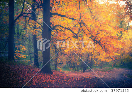 Foggy autumn forest Foggy autumn forest 57971325