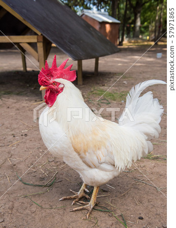Portrait of white Rooster on the farm 57971865