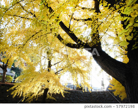 很棒的銀杏 很棒的銀杏 57972198