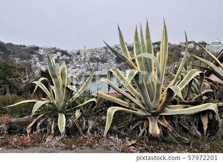 龍舌蘭 龍舌蘭 57972201