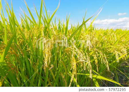 Japanese landscape "Inaho" 57972295