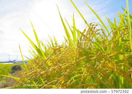 Japanese landscape "Inaho" 57972302