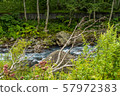 Shiretoko river and white birch 57972383