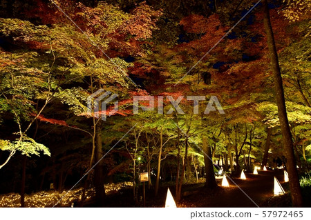 秋天的森林公園，楓樹花園 57972465