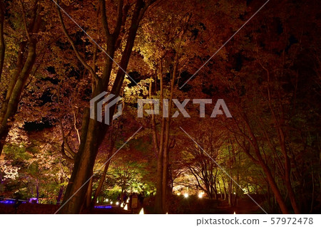 Autumn forest park, illuminated maple garden 57972478
