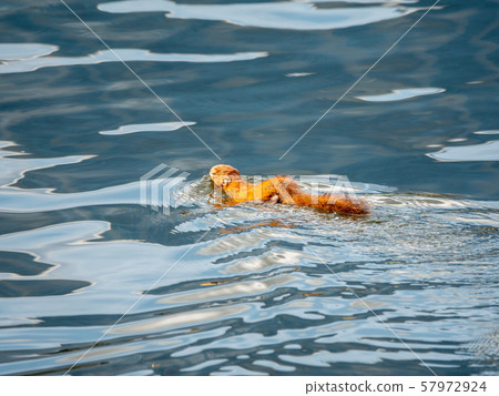 Unusual squirrel swims in the pond. 57972924