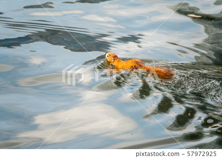 Unusual squirrel swims in the pond. 57972925