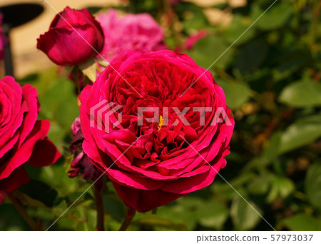 Rose The Prince Rose The Prince 57973037