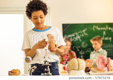 Cheerful curly-haired pupil examining model of brains Cheerful curly-haired pupil examining model of brains 57973276