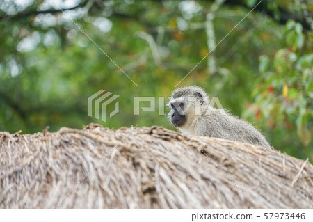 Savannah Monkey in Swazi Cultural Village Savannah Monkey in Swazi Cultural Village 57973446