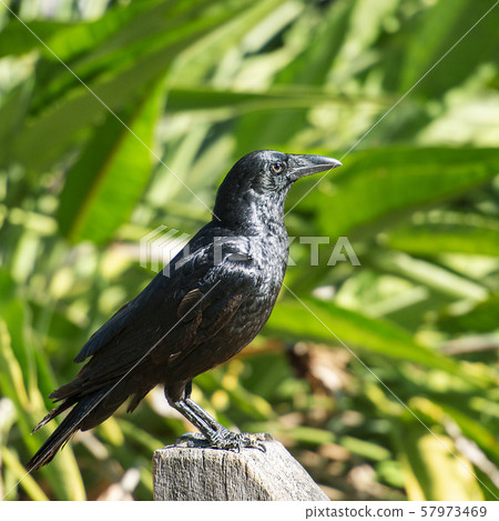 Australian Raven 57973469