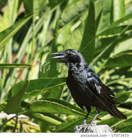 Australian Raven Australian Raven 57973470