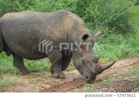 White rhino 57973621