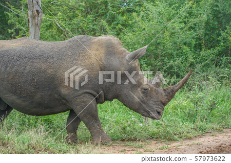 White rhino 57973622