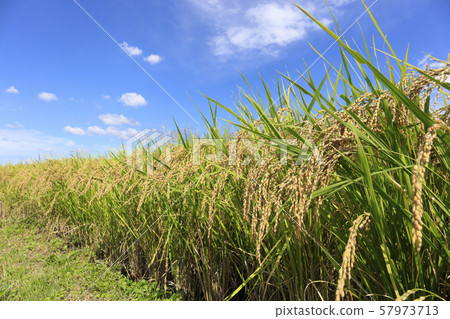Inaho, a fruitful crop, Asuka Village, Takaichi-gun, Nara Prefecture Inaho, a fruitful crop, Asuka Village, Takaichi-gun, Nara Prefecture 57973713