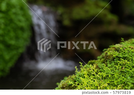 Beautiful Bright Green moss grown up cover  57973819