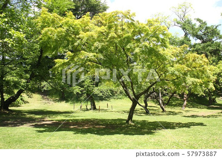 Lush garden in Ueda Castle, Nagano Prefecture 57973887