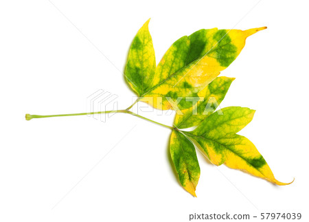 Autumn multicolor maple-leaf Autumn multicolor maple-leaf 57974039