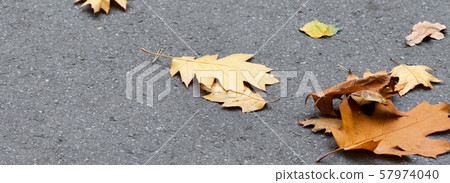 Autumn yellow dry oak leaves Autumn yellow dry oak leaves 57974040