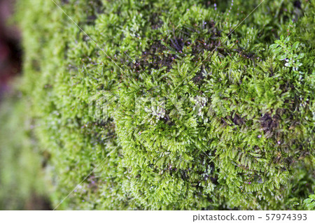 Beautiful bright green moss grows, covers the rugged rocks and on the forest floor.Rocks full of the moss texture in nature for wallpaper. Beautiful bright green moss grows, covers the rugged rocks and on the forest floor.Rocks full of the moss texture in nature for wallpaper. 57974393