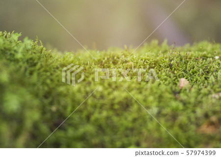 Beautiful bright green moss grows, covers the rugged rocks and on the forest floor.Rocks full of the moss texture in nature for wallpaper. 57974399